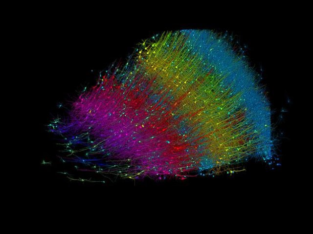 Шесть слоев возбуждающих нейронов с цветовой кодировкой по глубине